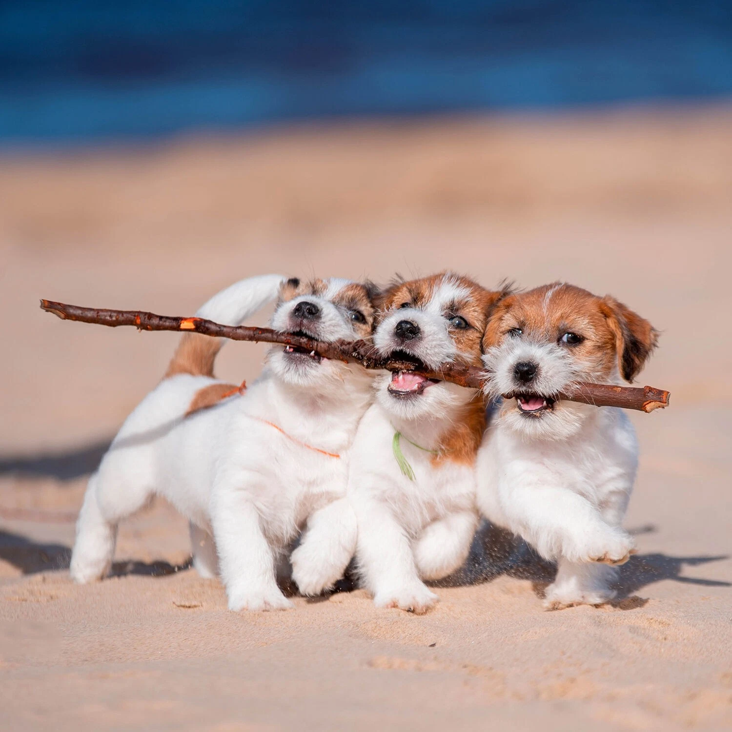 Jack Russell Calendar: 2026