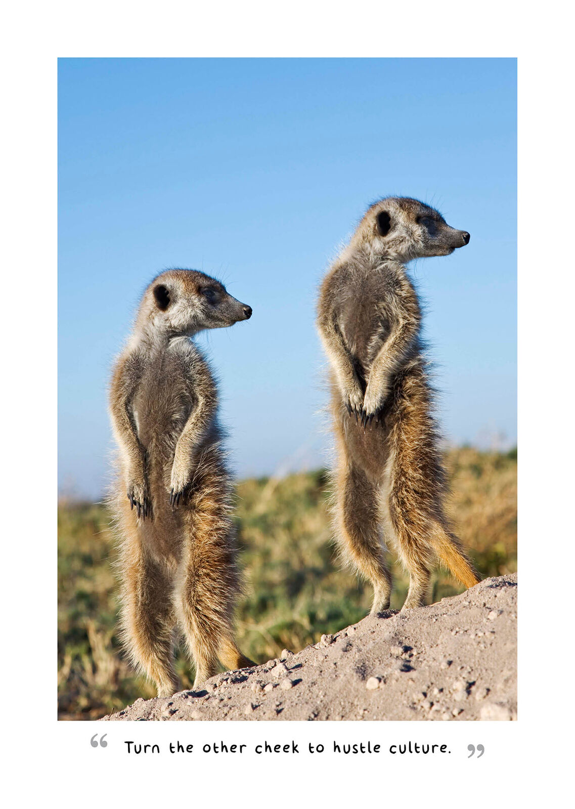Meerkats Guide To Life Diary: 2026