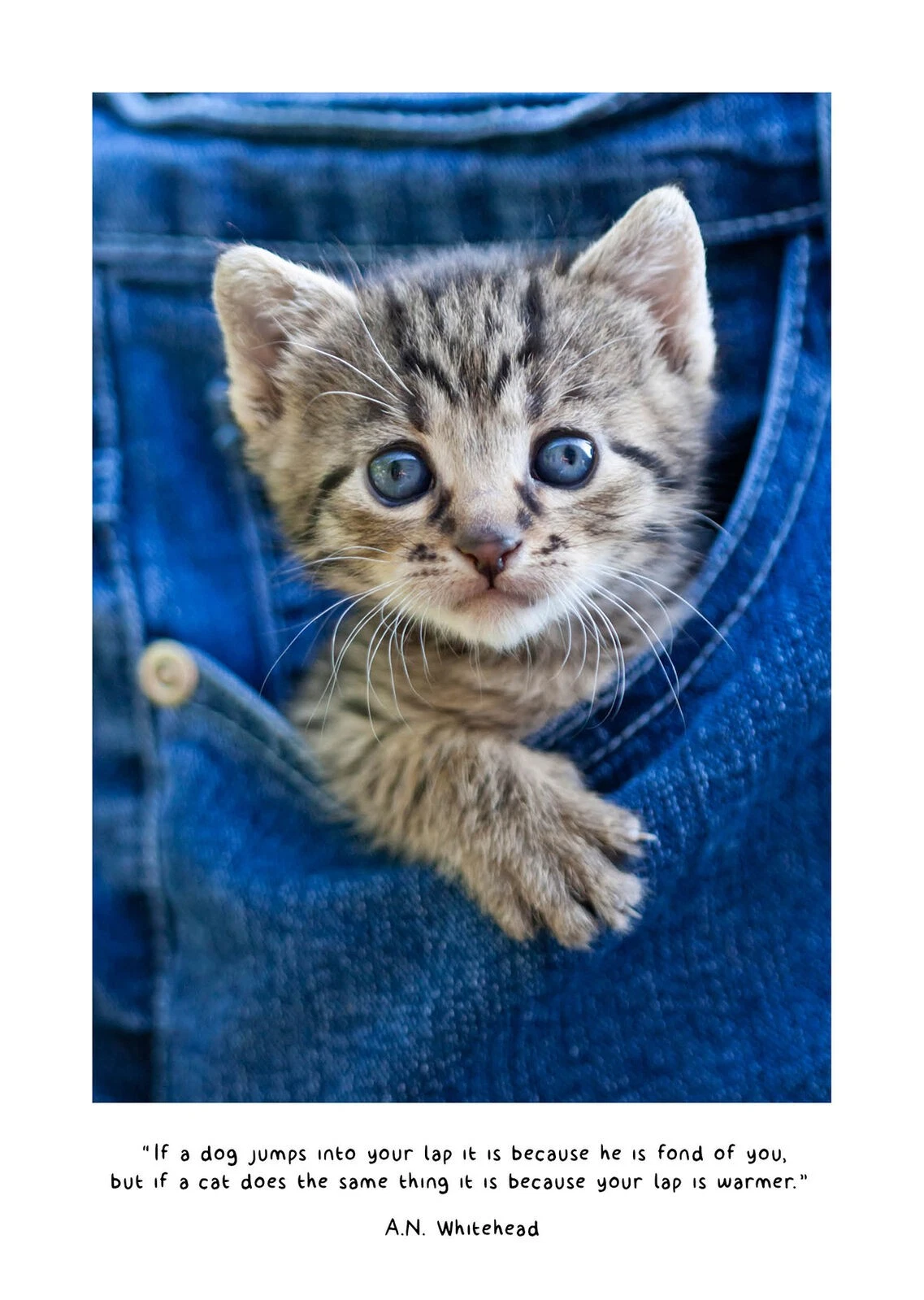 Cute Kittens Diary: 2026