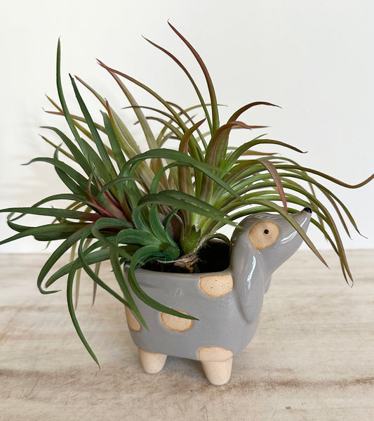 Yr Sml Puppy Pot Planter