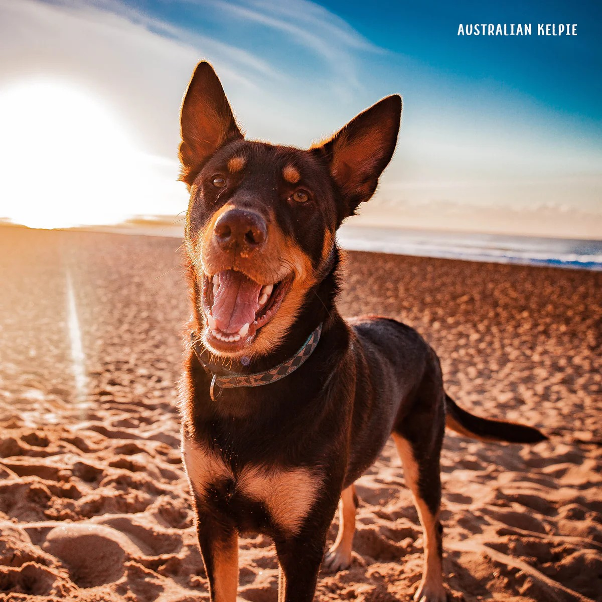 Our Aust Working Dogs Calendar: 2026